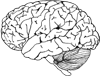Hand-drawn picture of a human brain